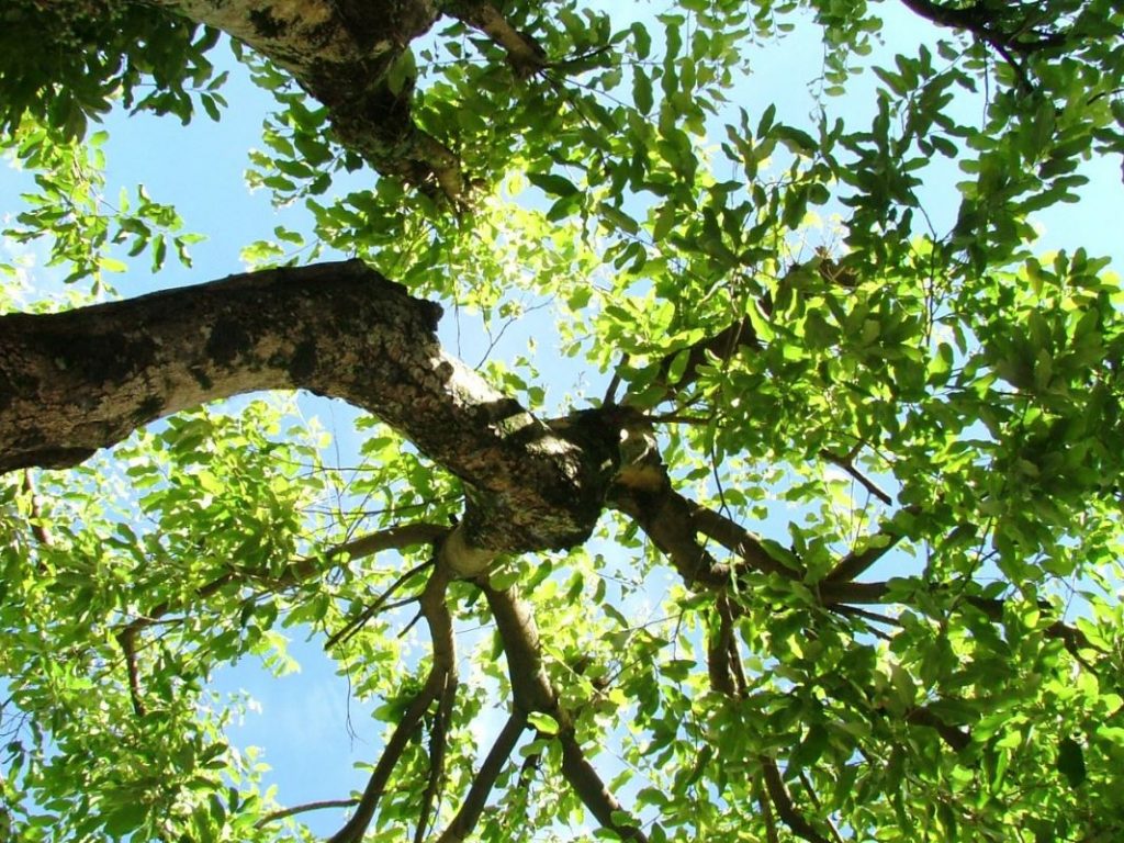 noecker tree service